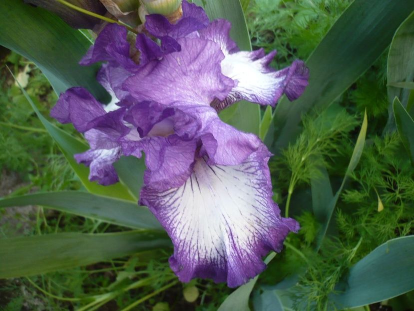 P1310916 - GRADINA 2017-1