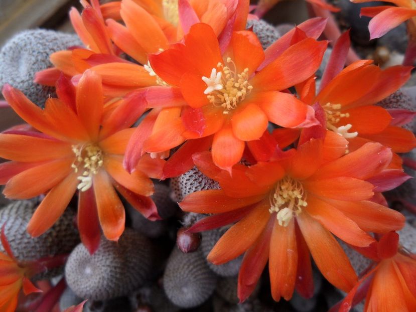 Rebutia Heliosa - Cactusi 2017