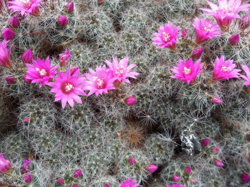 Mammillaria zeilmanniana - Cactusi 2017