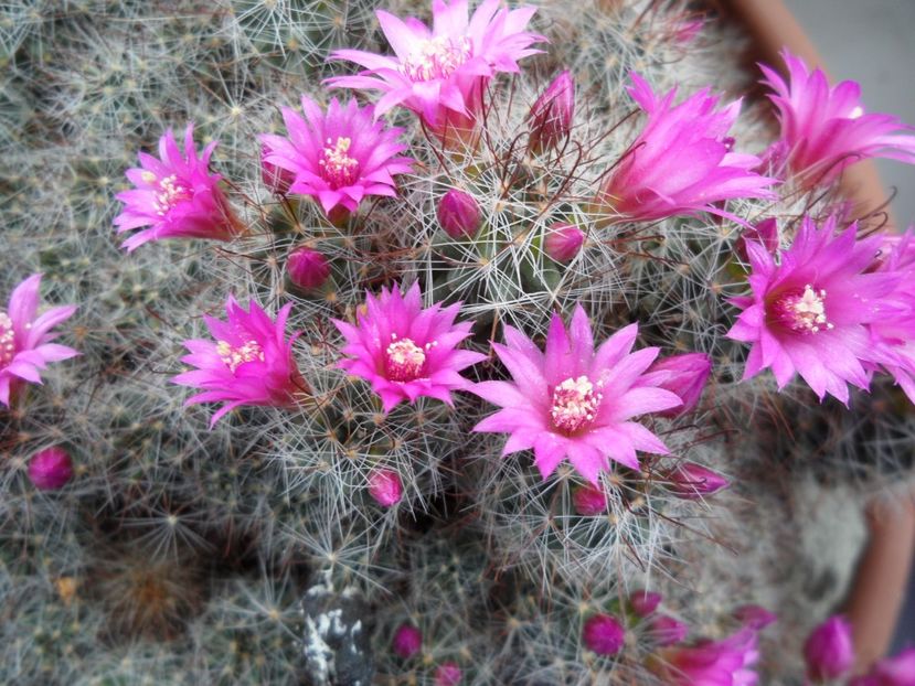 Mammillaria zeilmanniana - Cactusi 2017