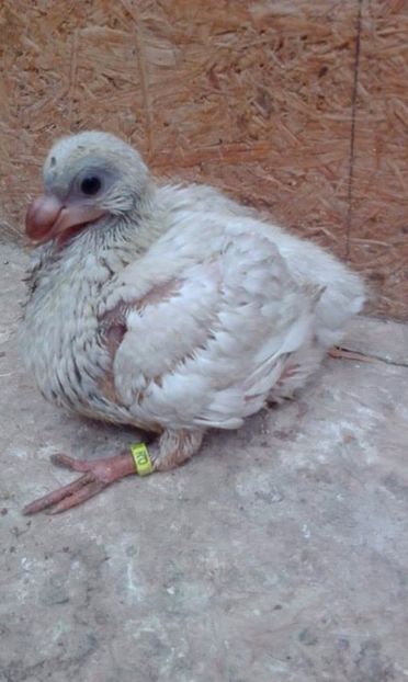 04 - Tineret AGH 2017