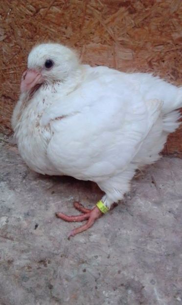 05 - Tineret AGH 2017