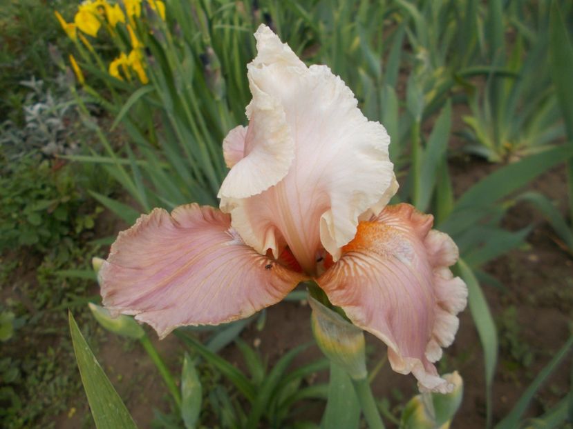 INFINITE GRACE - Irisi-2017 Barbata Elatior si Intermedia