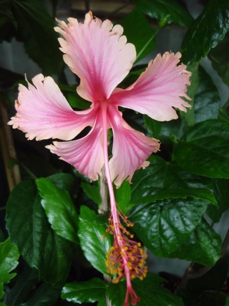  - HIBISCUS 2017