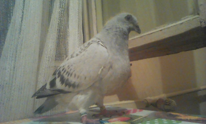 Noua "Extasy" - PUII 2017 DIN LA FABRICA