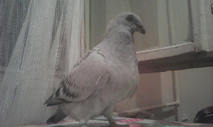 Noua "Extasy" - PUII 2017 DIN LA FABRICA