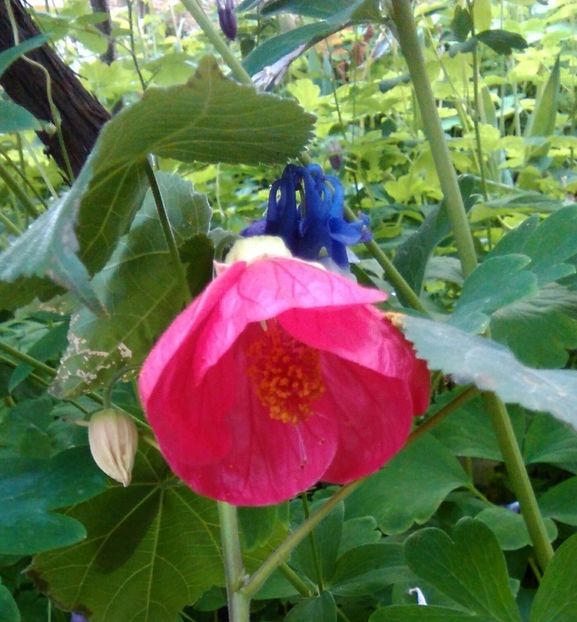  - colecția mea de abutiloni din seminte