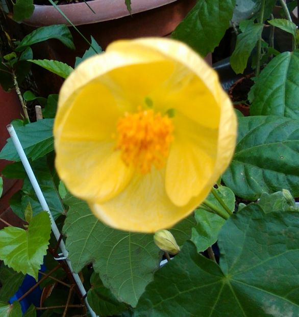  - colecția mea de abutiloni din seminte