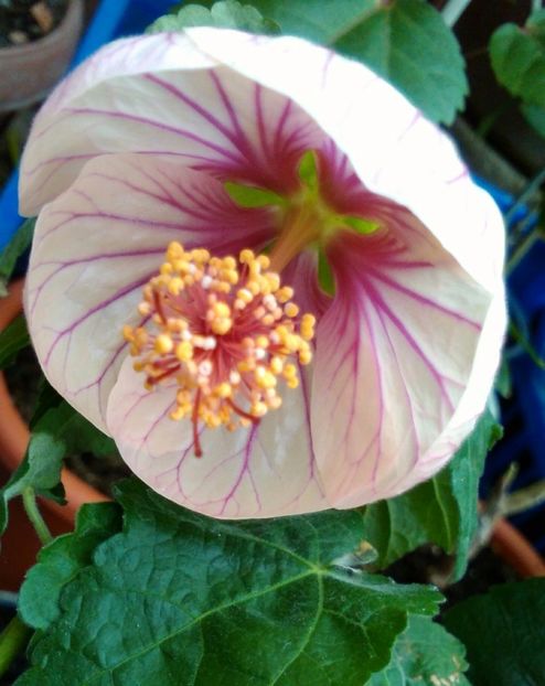 Miss Karlsruhe - colecția mea de abutiloni din seminte