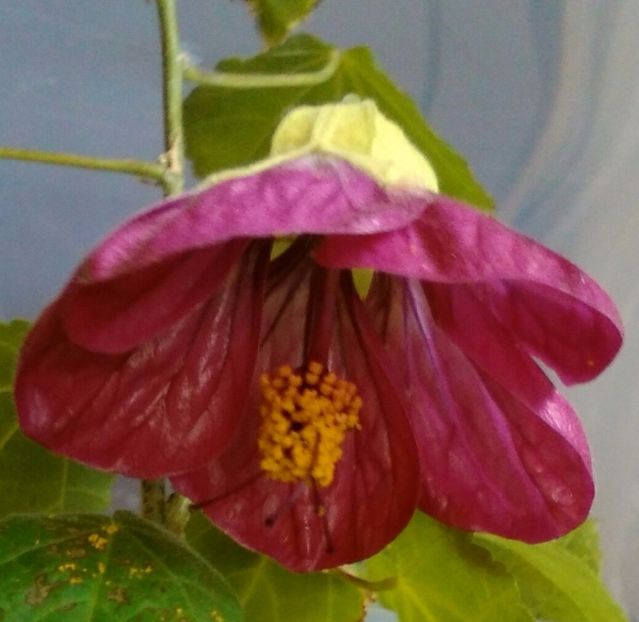  - colecția mea de abutiloni din seminte