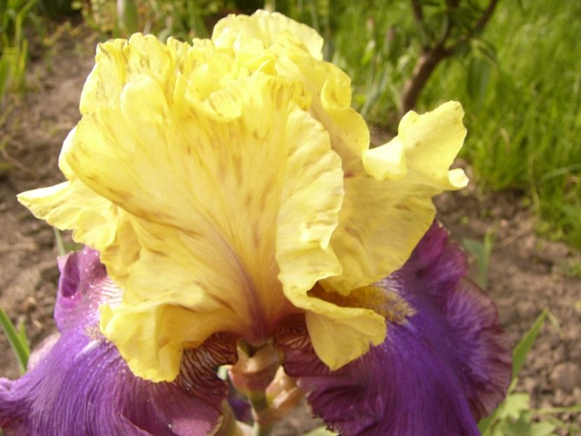 Iris Jurassic Park - ANUL 2017 III