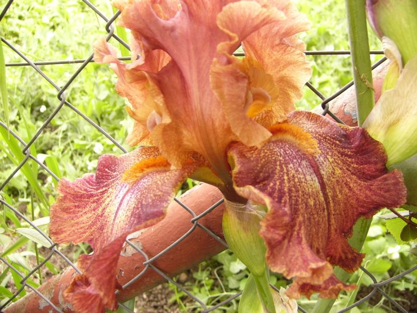 Iris Ruffled copper sunset - ANUL 2017 III