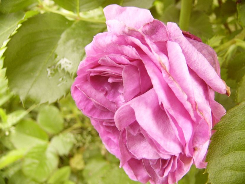 Rosa Minerva - ANUL 2017 III