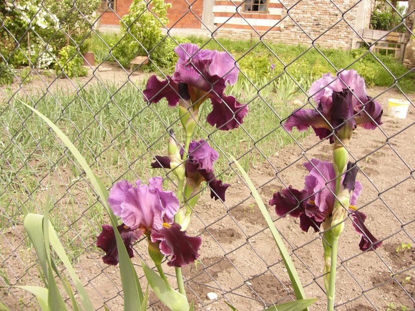 Iris Double Agente - ANUL 2017 III