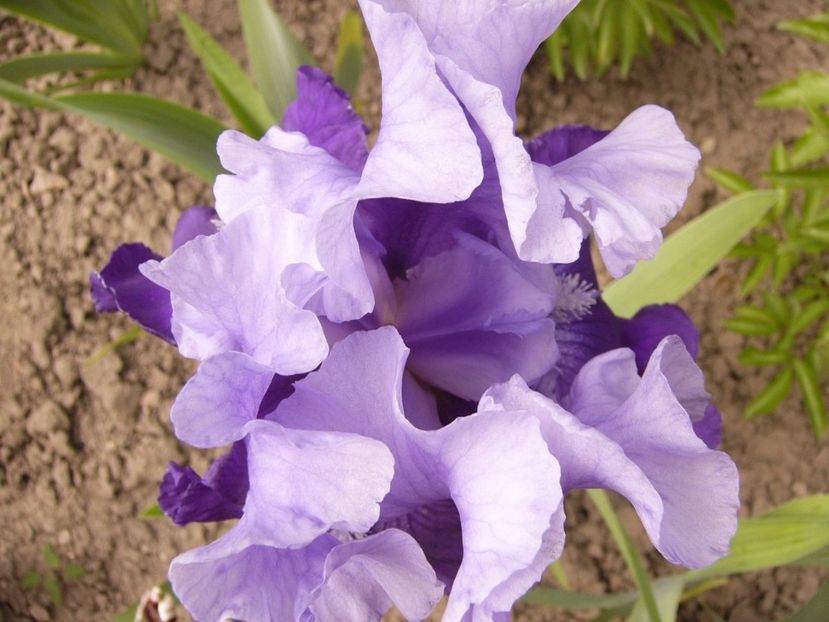 P1310605 - ANUL 2017 III