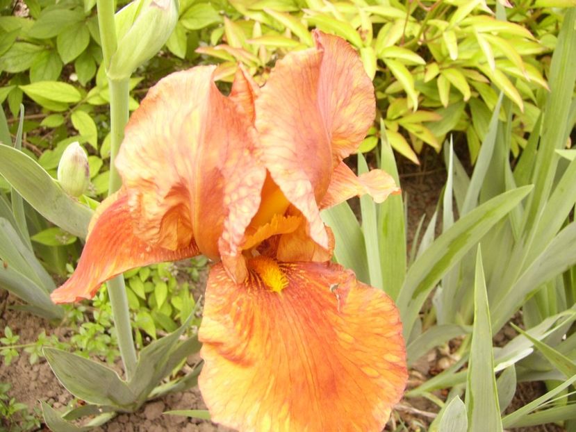 P1310617 - ANUL 2017 III