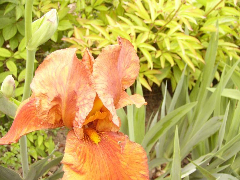 P1310620 - ANUL 2017 III