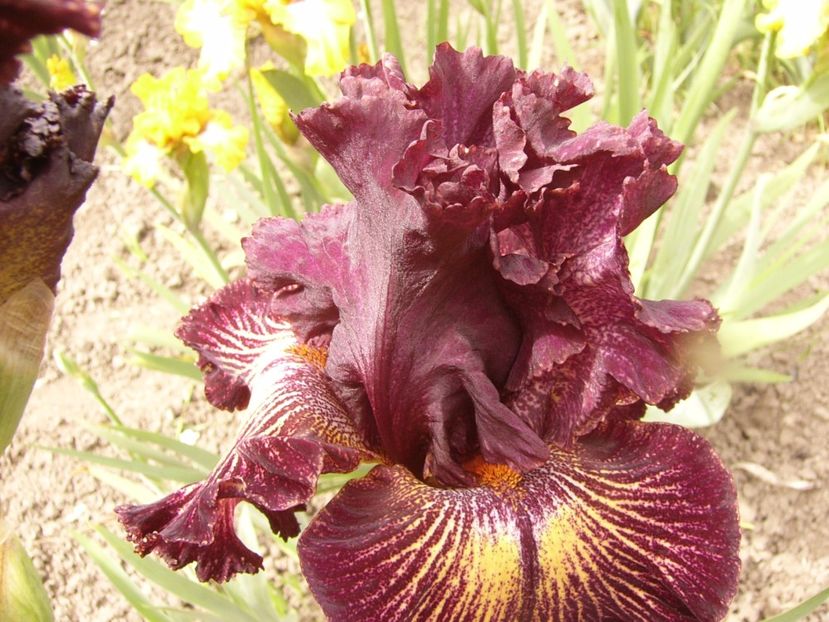 P1310622 - ANUL 2017 III