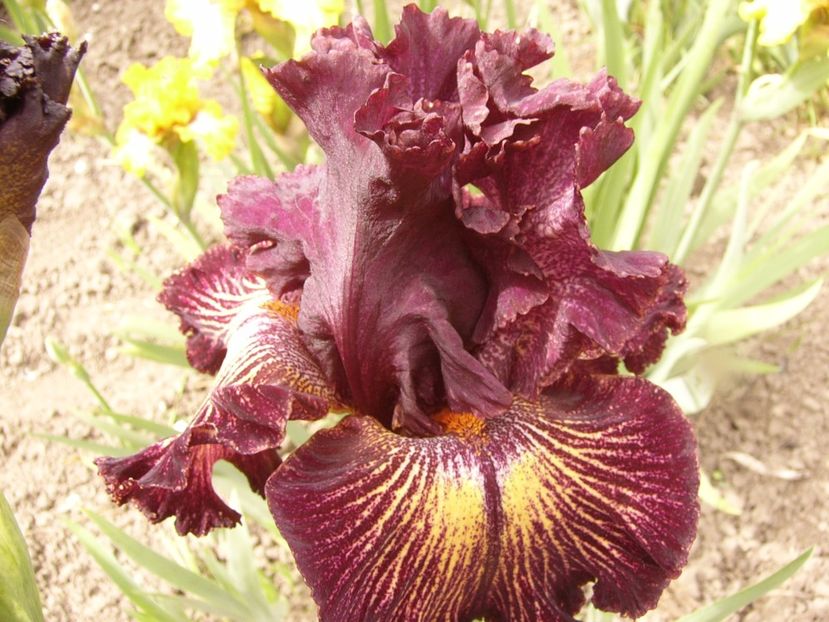 P1310623 - ANUL 2017 III