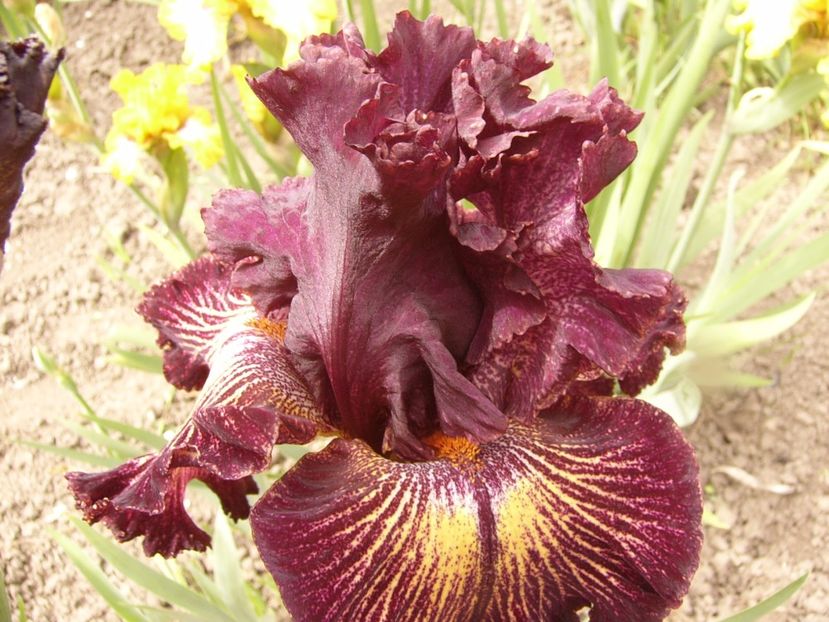 P1310624 - ANUL 2017 III