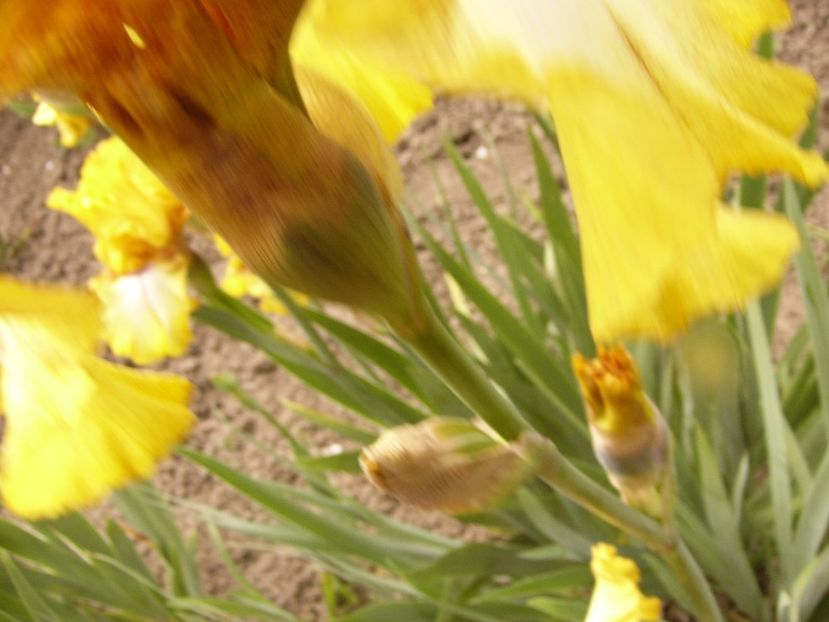 P1310629 - ANUL 2017 III