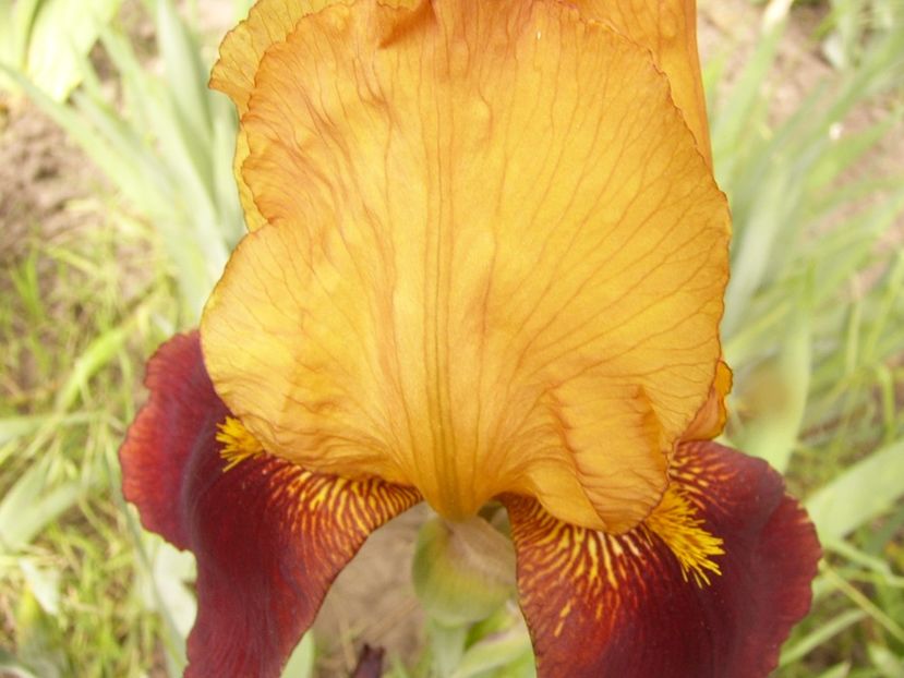 Iris Guy Leron - ANUL 2017 III