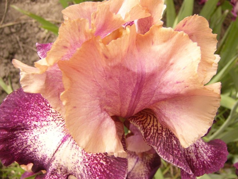 P1310660 - ANUL 2017 III