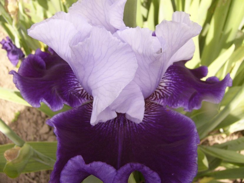 Iris World Premier - ANUL 2017 III