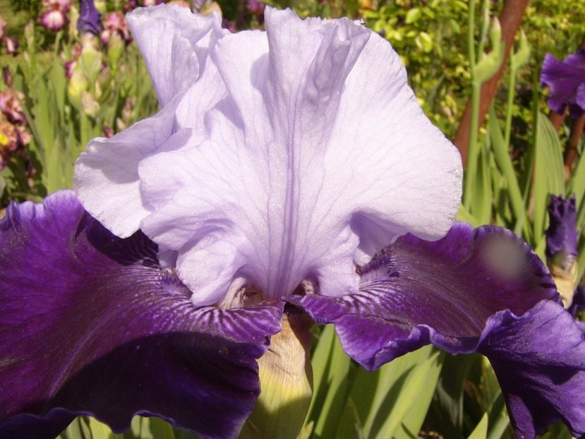 P1310668 - ANUL 2017 III