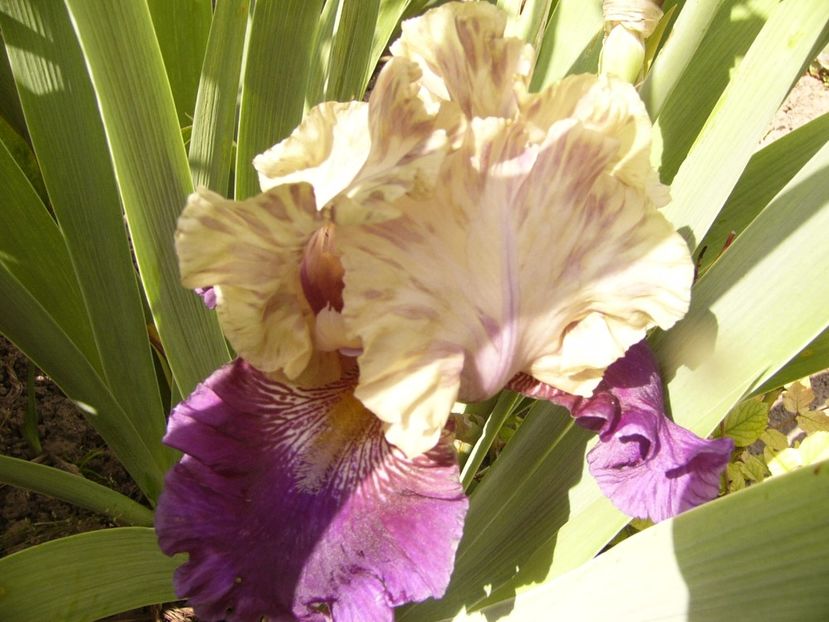 Iris Boysenberry Buttercup - ANUL 2017 III