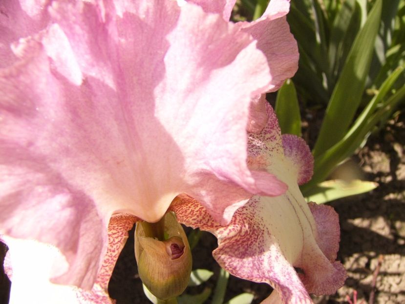 P1310677 - ANUL 2017 III