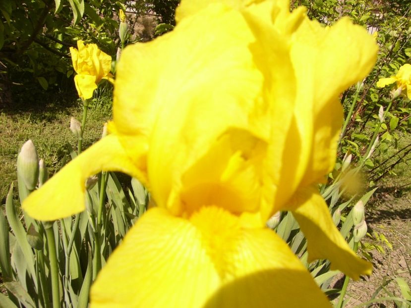 Iris Ola Kala - ANUL 2017 III