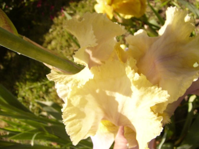 P1310694 - ANUL 2017 III