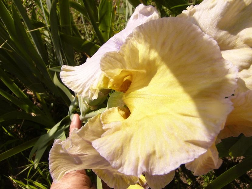 P1310702 - ANUL 2017 III