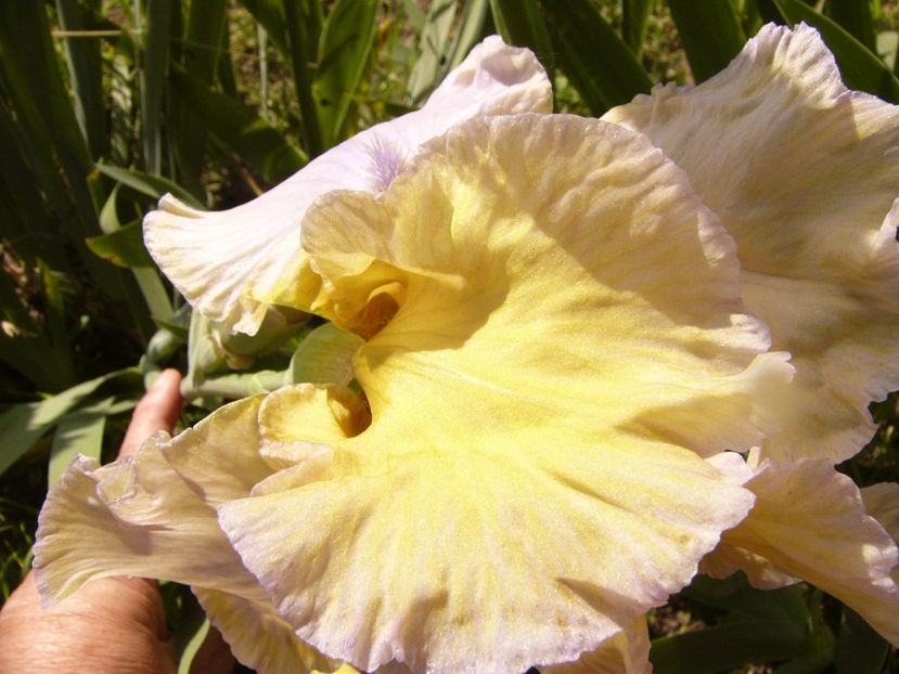 P1310706 - ANUL 2017 III