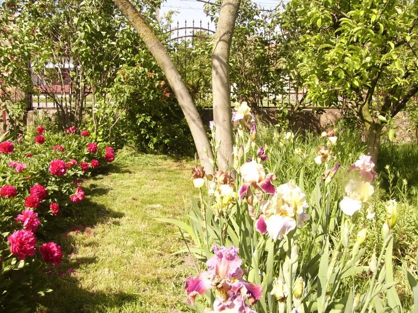 P1310710 - ANUL 2017 III