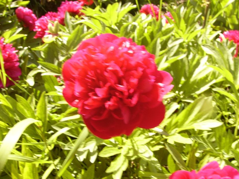 P1310719 - ANUL 2017 III