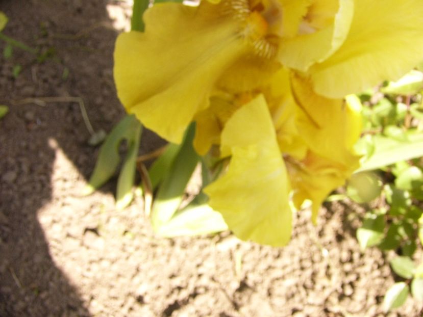 P1310723 - ANUL 2017 III