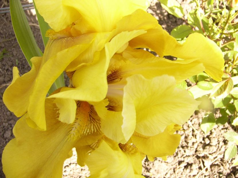 P1310725 - ANUL 2017 III