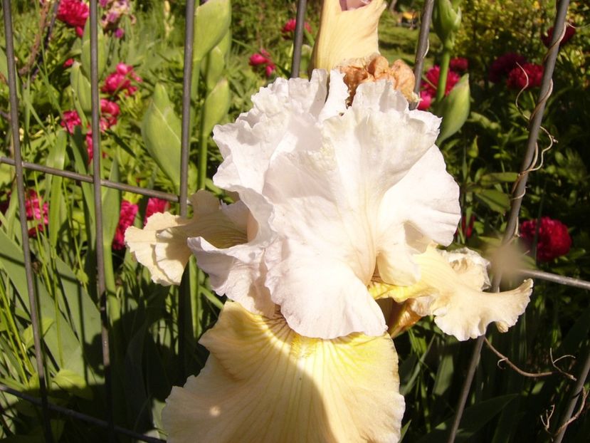 P1310730 - ANUL 2017 III