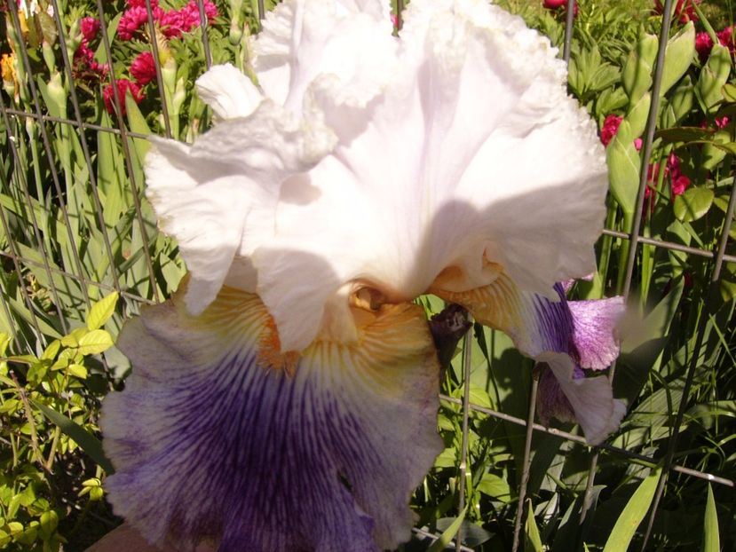 P1310732 - ANUL 2017 III