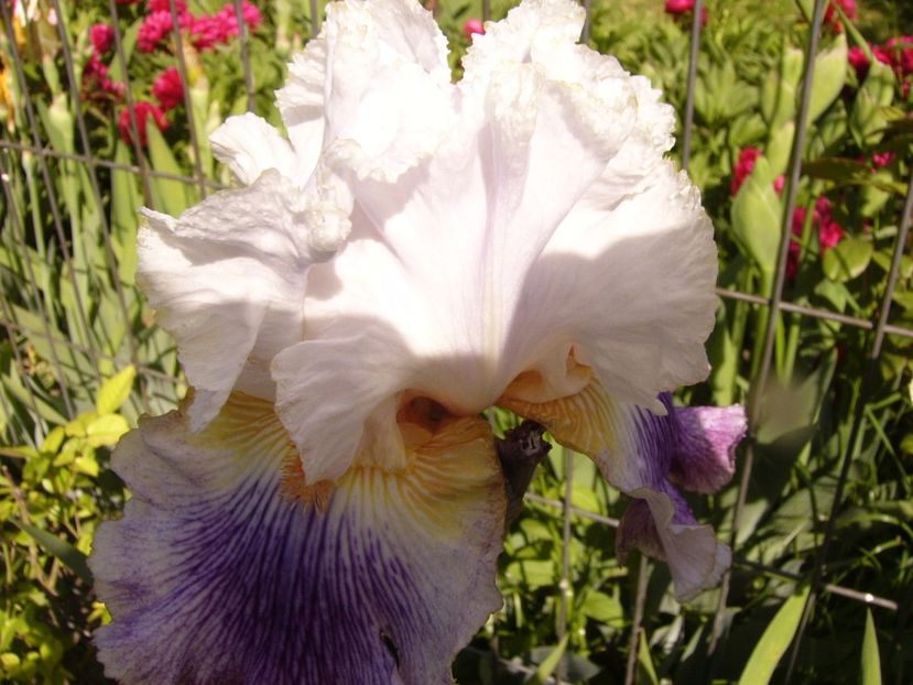 Iris Puccini - ANUL 2017 III