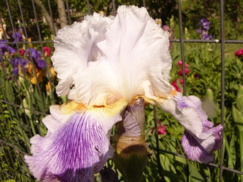 P1310738 - ANUL 2017 III