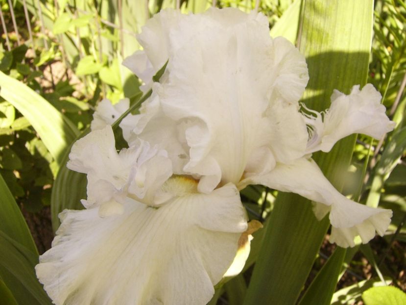 Iris Mesmerizer - ANUL 2017 III