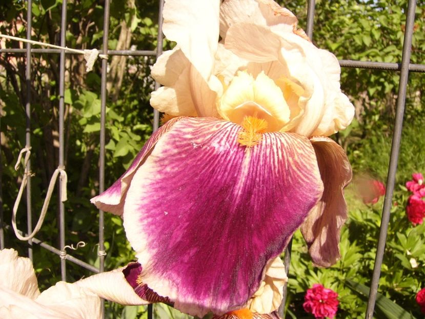 P1310751 - ANUL 2017 III