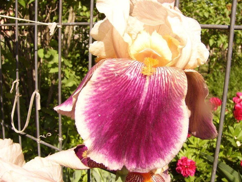 P1310752 - ANUL 2017 III