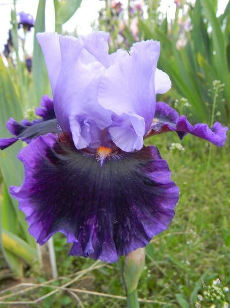 Excelency - xx Colectie irisi