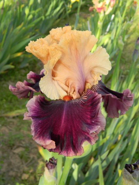 Hello it's me - xx Colectie irisi