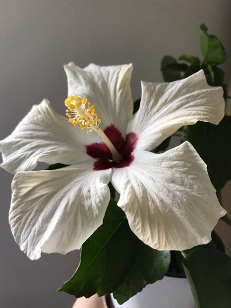12.05.2017 - Hibiscus 2017