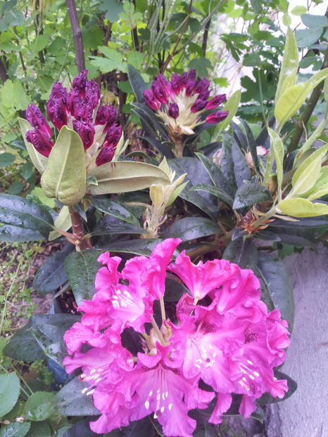  - Primavara - Vara 2017